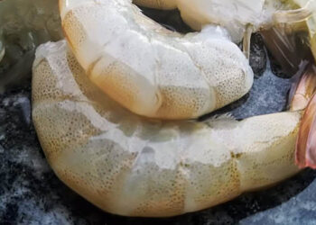 gambero latinoamericano