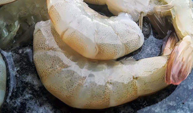 gambero latinoamericano