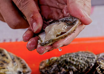 mercato ostriche Russia