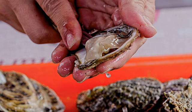 mercato ostriche Russia