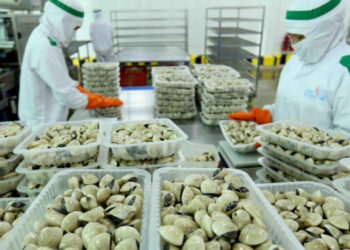 molluschi bivalvi dal Vietnam