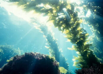 settore alghe Nuova Zelanda