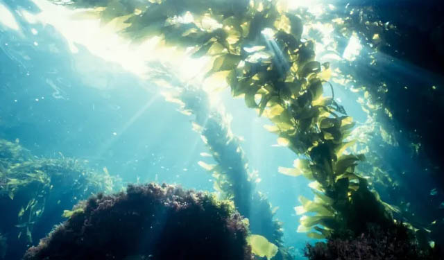 settore alghe Nuova Zelanda