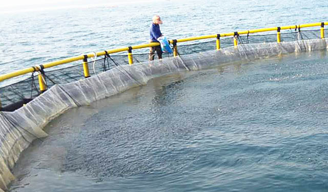 Acquacoltura in Australia