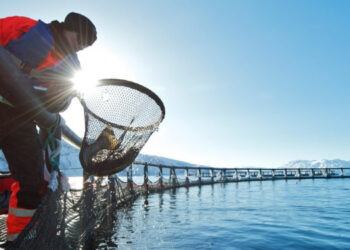 Emissioni degli allevamenti ittici