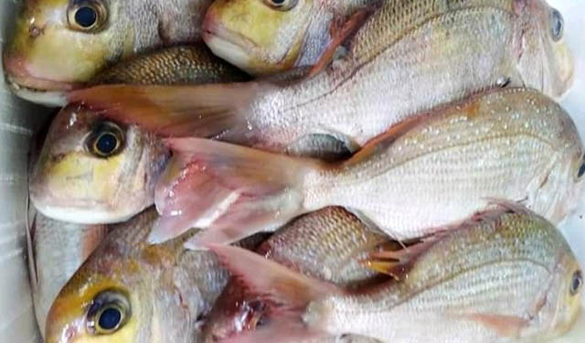 Pesce fresco di stagione
