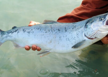 Spagna produzione salmone RAS