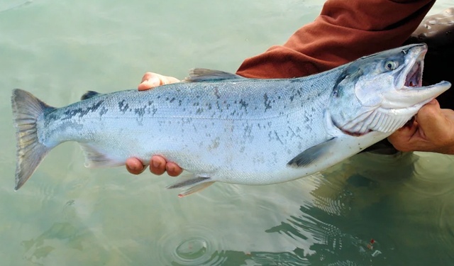 Spagna produzione salmone RAS
