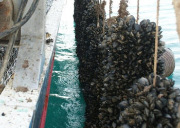 molluschicoltura