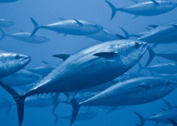 tonno in ripresa quote