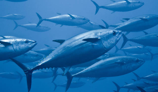 tonno in ripresa quote