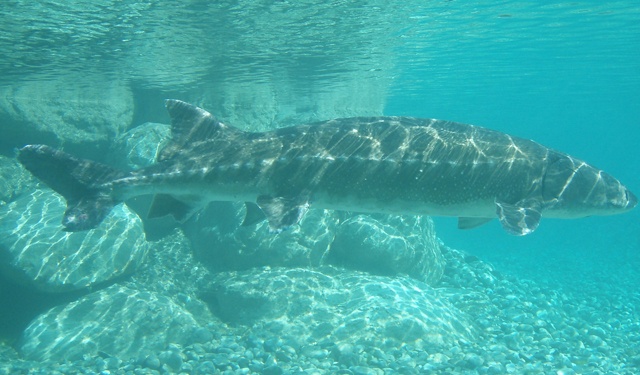 Agroittica Lombarda storione