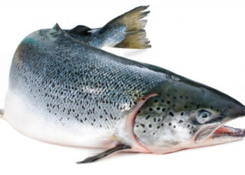 Esportazioni prodotti ittici norvegesi
