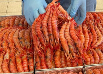 Gambero di profondità