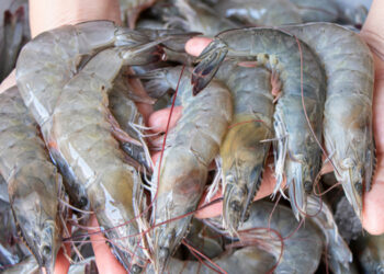 Intensificata la promozione in Cina