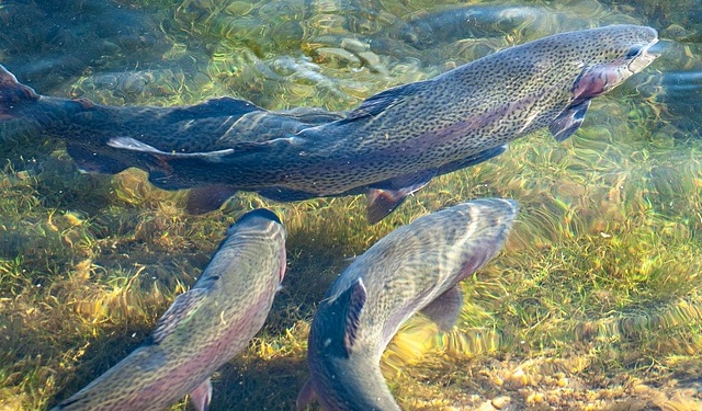 SUPERTROUT