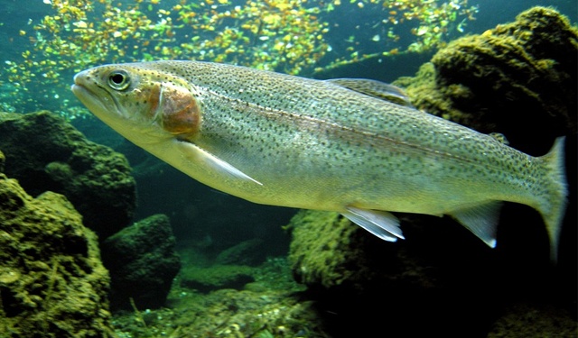 SUPERTROUT