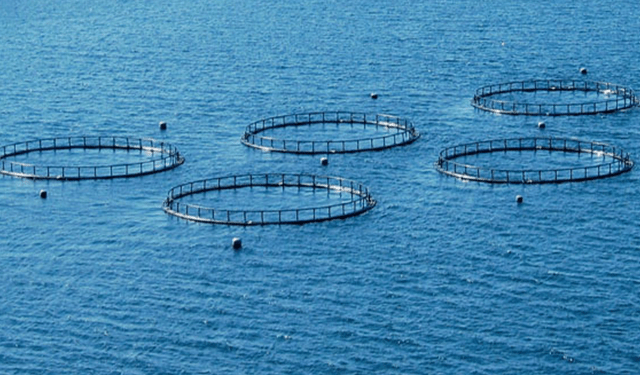 Nuovi packaging per prodotti ittici potrebbero ridurre gli sprechi