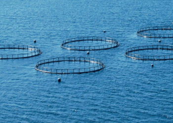 Acquacoltura: mangimi il 20% più costosi