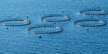 Acquacoltura: mangimi il 20% più costosi