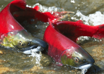 Sempre più salmone rosso nella Baia di Bristol
