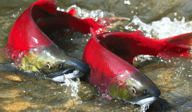 Sempre più salmone rosso nella Baia di Bristol