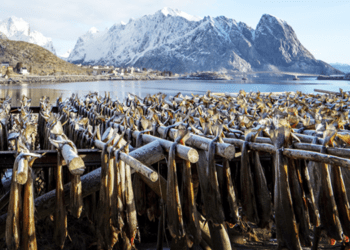 Gli italiani amano il baccalà norvegese