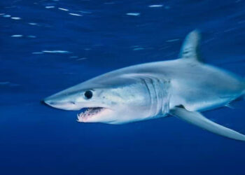 ICCAT. Quota di 250 tonnellate per lo squalo mako a pinne corte
