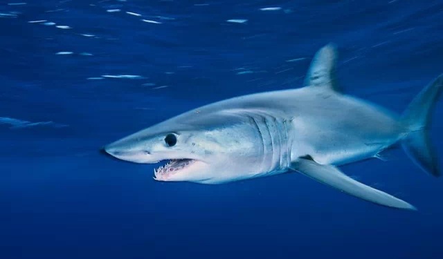 ICCAT. Quota di 250 tonnellate per lo squalo mako a pinne corte