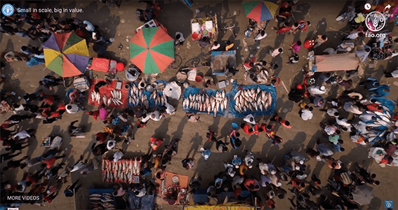 Inaugurato l'Anno Internazionale della Pesca