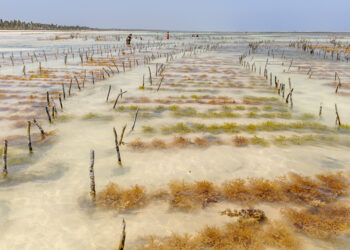 Industria delle alghe