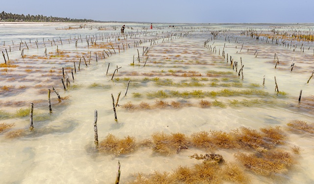 Industria delle alghe