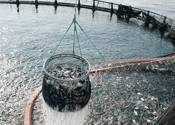 L'acquacoltura alla Lochaber Ideas Week