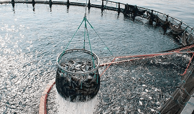 L'acquacoltura alla Lochaber Ideas Week