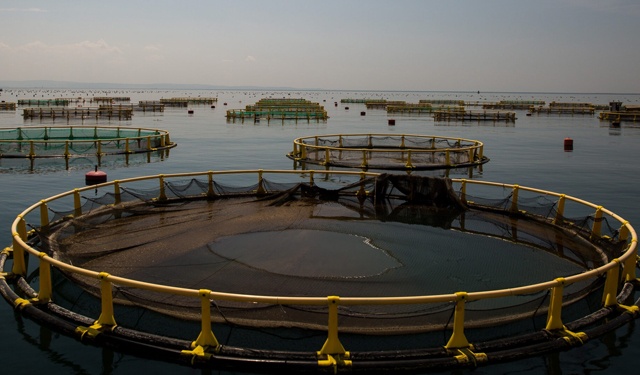 L’acquacoltura italiana