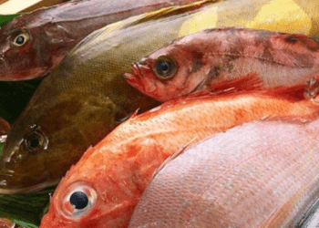 Mangiare pesce per salvare il pianeta