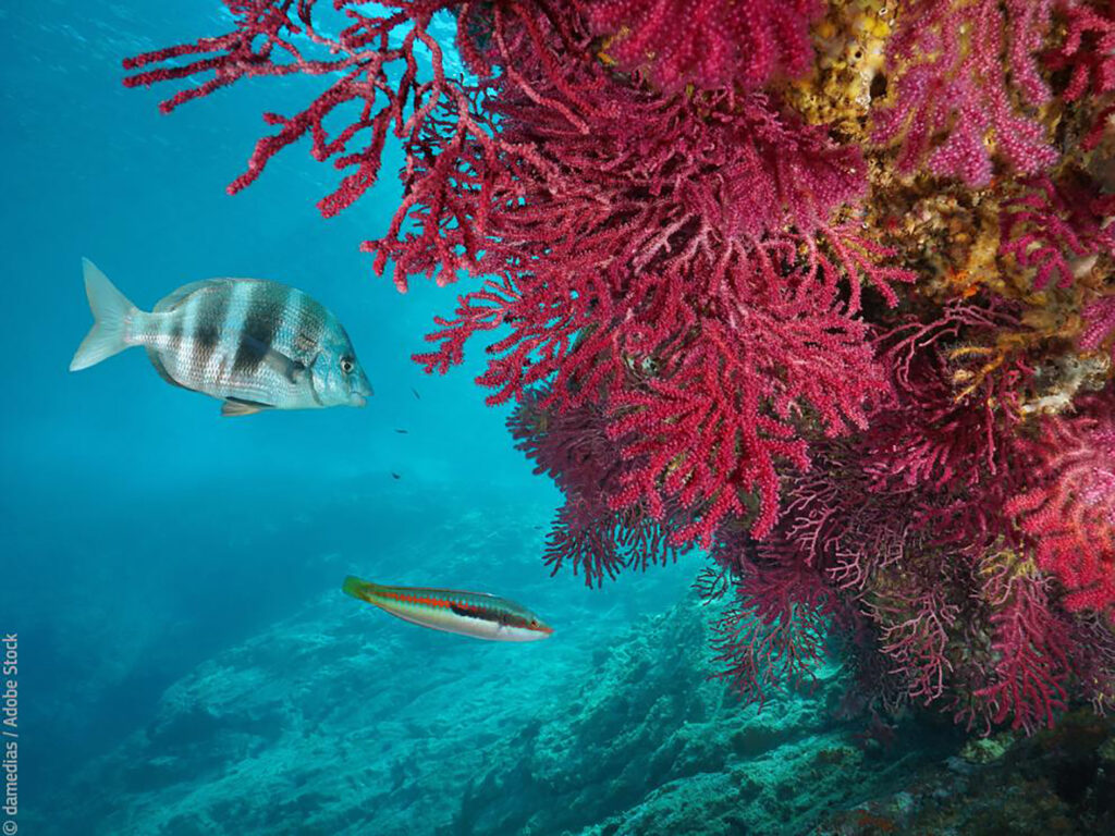 Terza edizione dell'EU Ocean Day