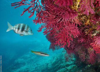 Terza edizione dell'EU Ocean Day