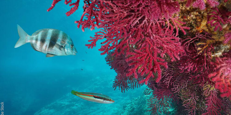 Terza edizione dell'EU Ocean Day