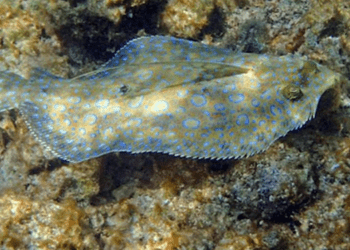 Pesca nell'Atlantico, la proposta dell'UE