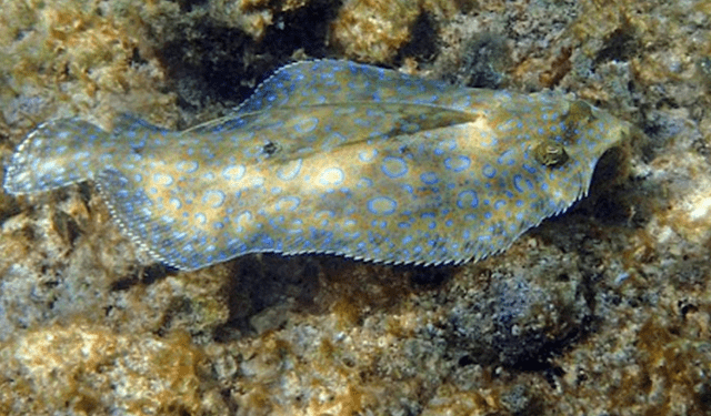 Pesca nell'Atlantico, la proposta dell'UE