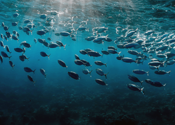 Pesce e oceano, cruciali per il clima