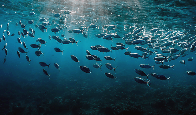 Pesce e oceano, cruciali per il clima