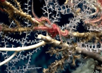 Adriatico, un progetto sul corallo bambù