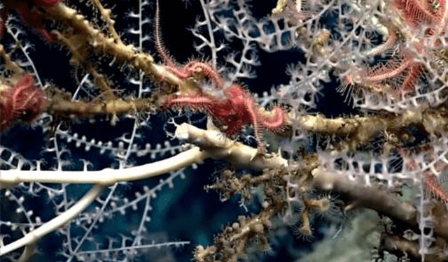 Adriatico, un progetto sul corallo bambù