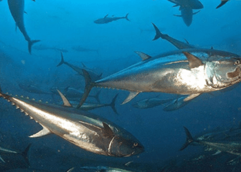 Tonno rosso, quote da rivedere