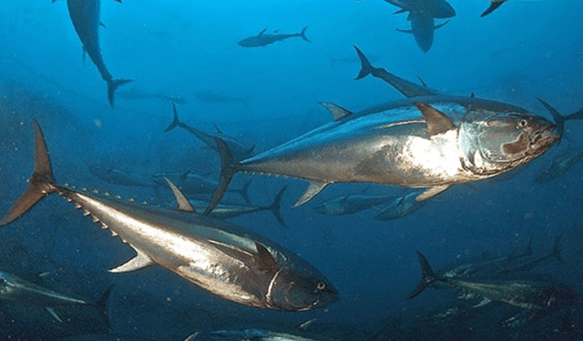 Tonno rosso, quote da rivedere