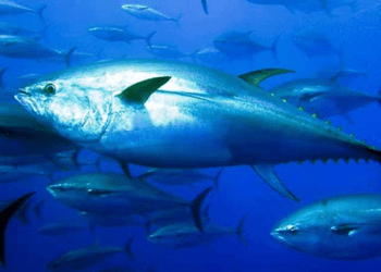 Tonno rosso, nessun aumento delle quote