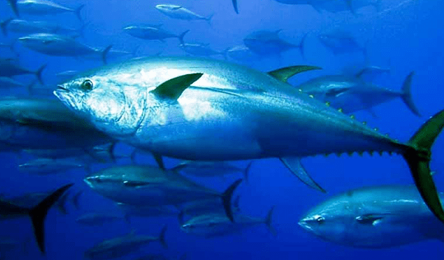 Tonno rosso, nessun aumento delle quote