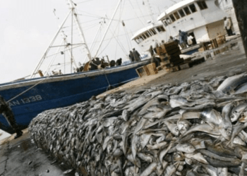 Distretto del Nord Adriatico scrive al Ministero chiedendo misure contro la crisi della pesca